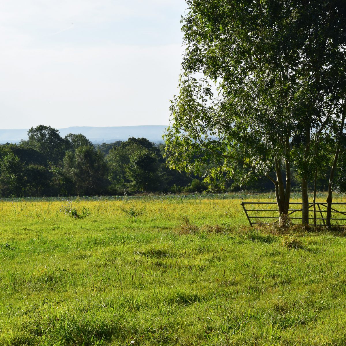 fields