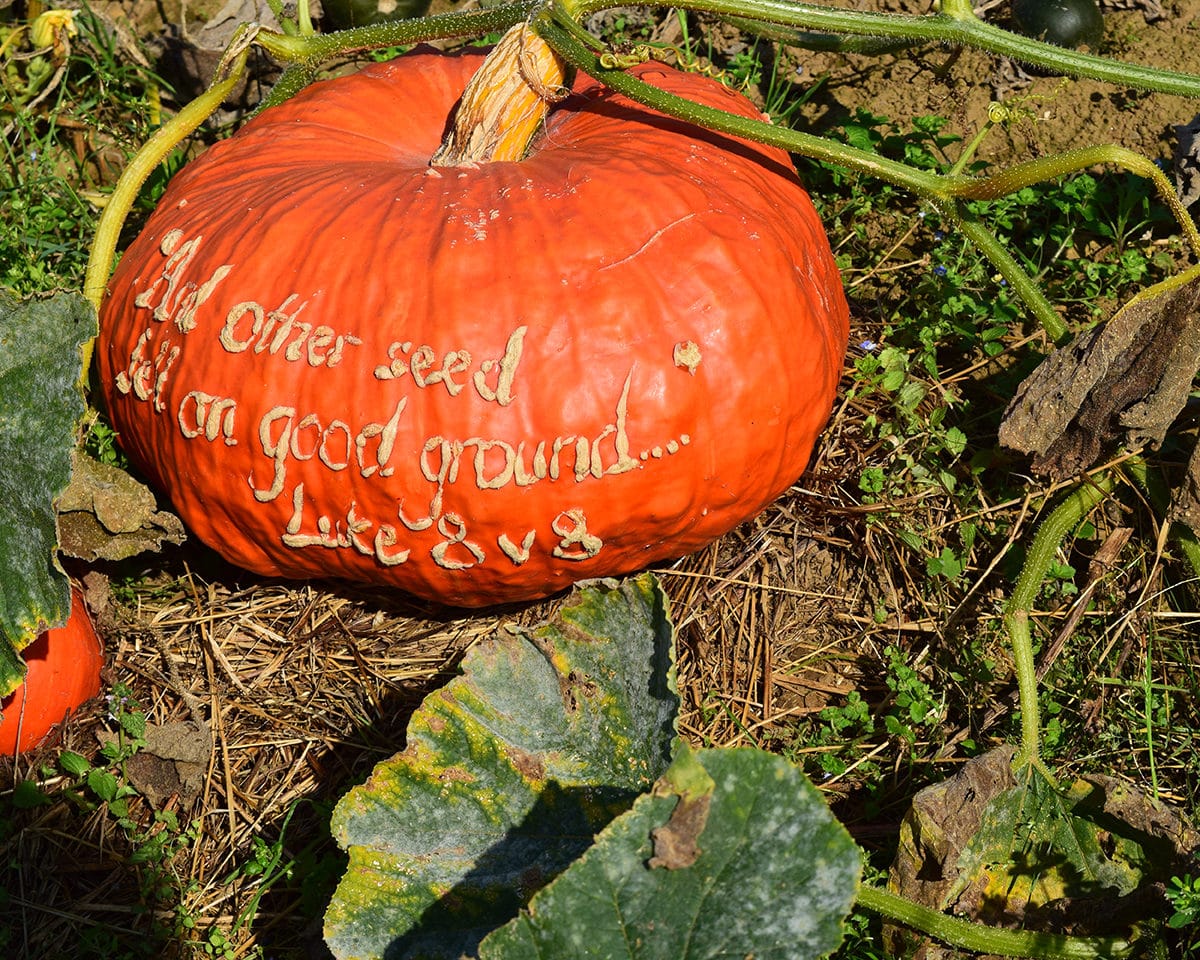 andotherseedpumpkin