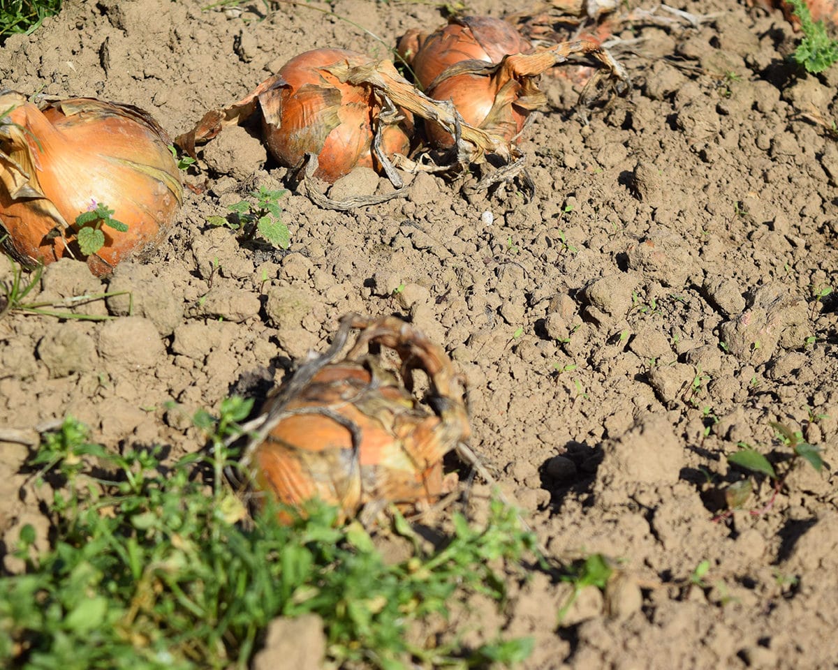 onionharvested