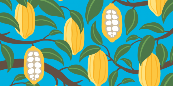 Illustration of Cocoa plant