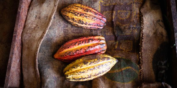 photo of cocoa beans