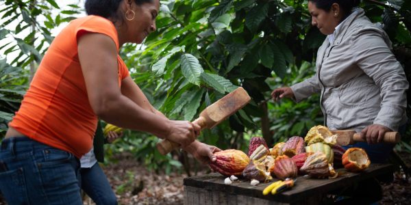 woman cocoa grower chopping a raw cocoa bean
