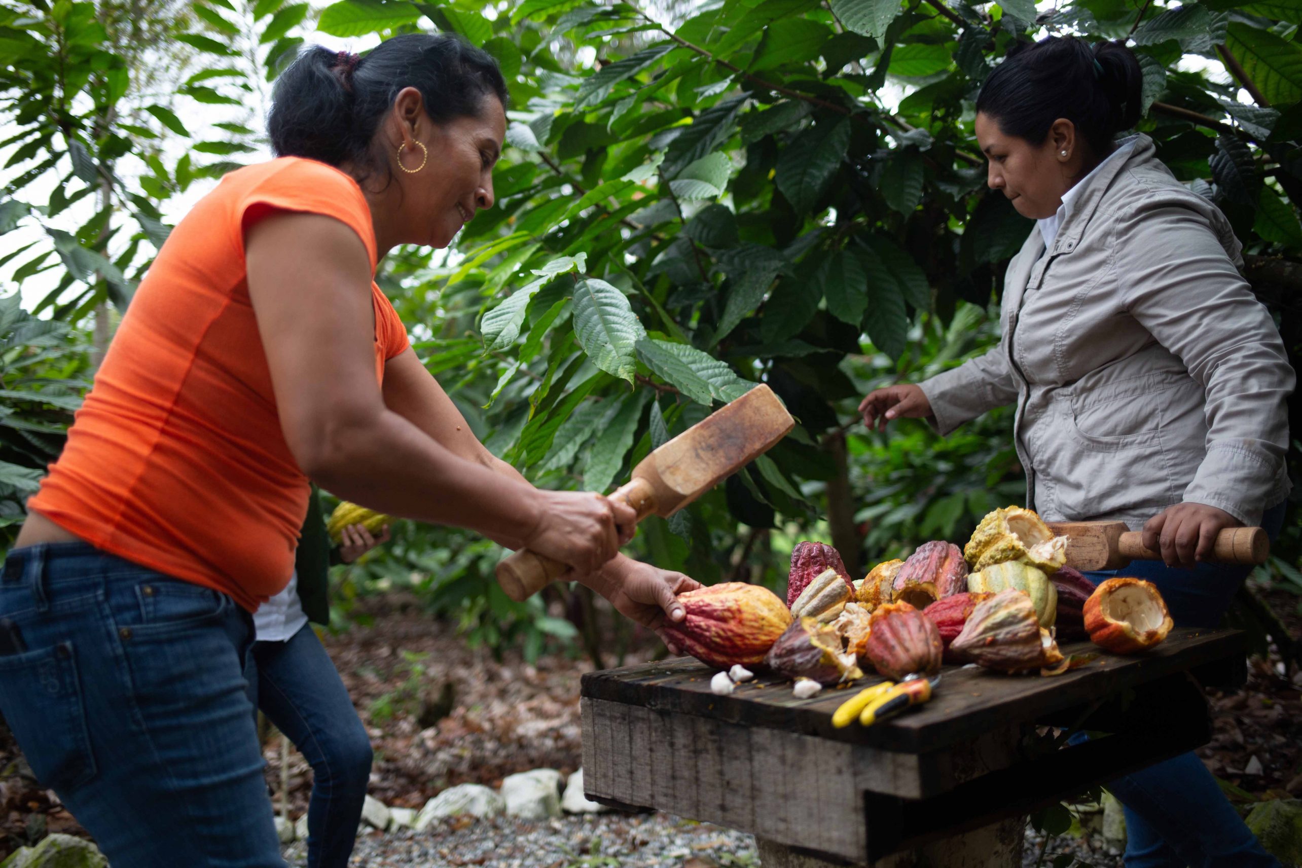 woman cocoa grower chopping a raw cocoa bean