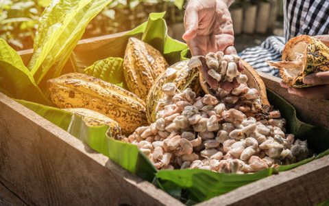 a photo of freshly harvested cocoa bean pods, some are open. A tropical looking photo.